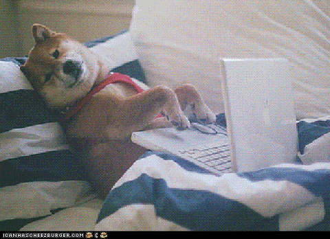 giphy dog typing