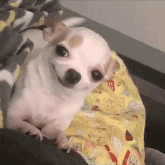 puppy-cute